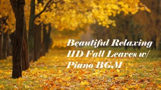 Beautiful Relaxing HD Fall & Soft Piano BGM Over 1 Hour
