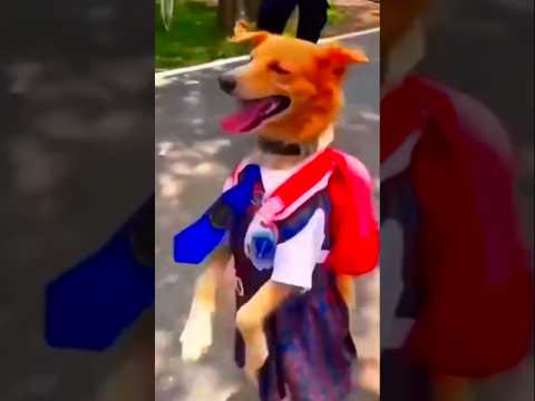 # Dog funny moments # yutube shorts # trending #viralvideos #🤣😜🤓🤣🤓😜