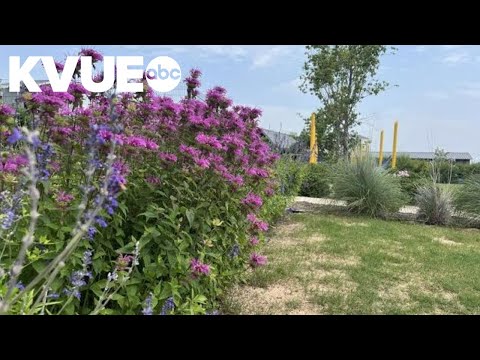City of Kyle launches native landscaping rebate to save water, money amid drought restrictions