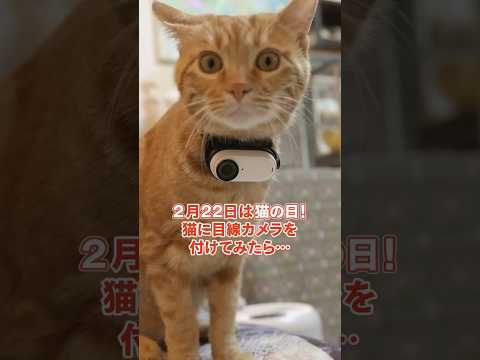 猫ちゃん目線の可愛すぎる 1 日🐈