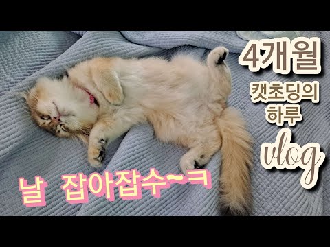 4개월 브리티쉬골드 고양이 개냥이 캣초딩 골디의 일상 vlog #시골여자 #개냥이 #브리티쉬롱헤어 #kittens
