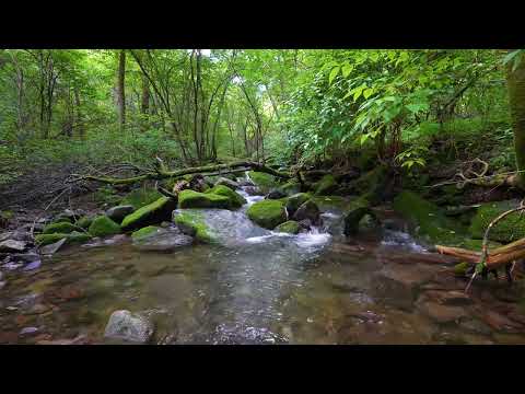 Beautiful Bird Songs, Forest Sounds, Babbling Stream, ASMR
