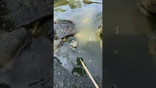ให้อาหารเต่ากัน 🐢🐢🐢￼
