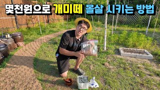 몇천원으로 개미떼 몰살시키는 방법ㅣ텃밭에 집안에 여왕개미 까지 싹 제거하는 방법ㅣ전원주택 개미 '이것' 뿌려주면 전멸!! #개미퇴치#여왕개미퇴치#정원#텃밭#귀농귀촌#전원생활