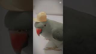 #fantastic #op #parrotlover #mithu_marshal_new_hit_video #superman #trendingshorts #very cutii