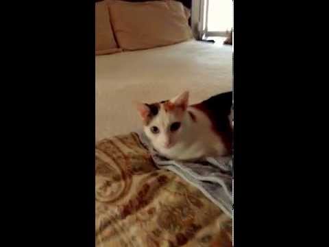 Copy of Bed post Cali - 23sec