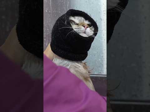 The purrfect cat doesn't exis...