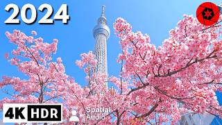 Tokyo Cherry Blossoms Begins!!!  4K HDR Spatial Audio