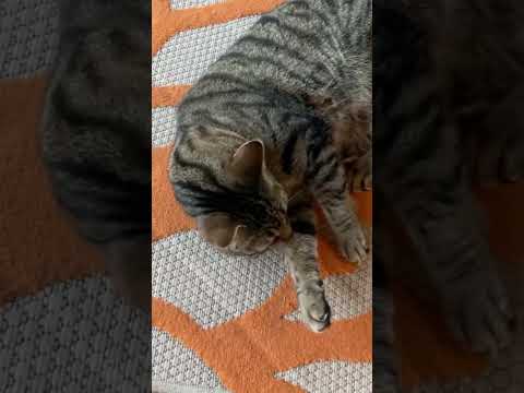 Look at that cringe cat ￼day 2