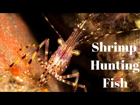 Shrimp hunting little fish. Discover Maldives. Maldives vlog 4k #shorts