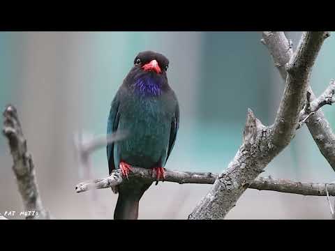 【悠遊鳥】4K | 三寶鳥 | Oriental dollarbird | 劇院式製作 | Cinematic Production