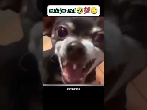 #shortsvideo #funny #funnyvideo #youtubeshorts #comedy #viralvideo