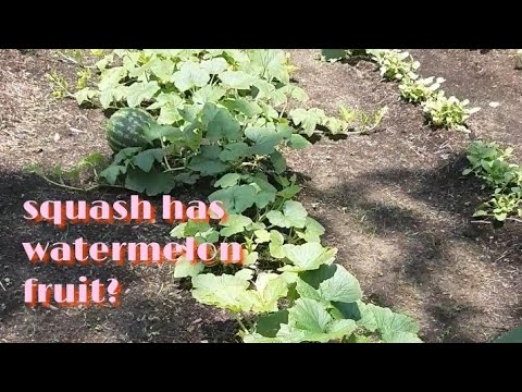I got pranked by dad with big watermelon fruit in my garden.