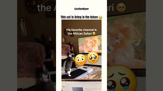 This #cat is living in the future 😂 #funny #kitten #trending #catlover #shortvideo #cute