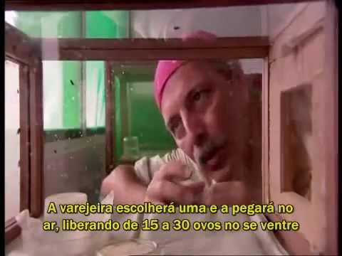 NatGeo: Ataque dos Insetos ("Bug Attack") [Legendado PT-BR] - Parte 3