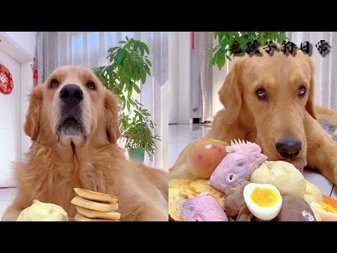 【毛孩子的日常】毛孩兒：吃個飯又給我媽整急眼了#萌宠#可爱 #可爱到爆炸 #狗子#干饭 #干饭狗的日常 #干饭王 #funny #搞笑