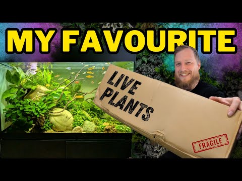 Unboxing my FAVOURITE aquarium plants for new BIG project!