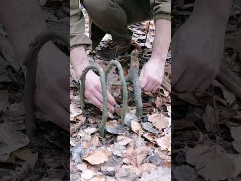 trap #bushcraft #trap #survival