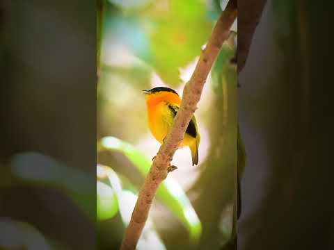 #birds #birdssinging #birdschirping #gardenbirds #birdssounds