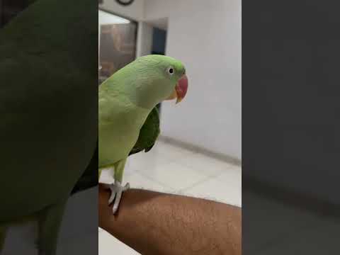 #shorts#popat #viral Short video