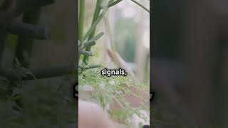 Do Plants Feel Pain? 🌿🤯 | Truth or Myth? #factorcap