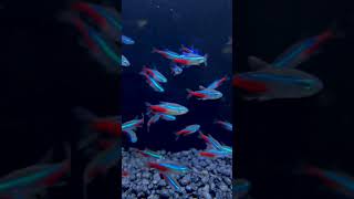 Green Neon vs Standard Neon - Which is Better? #shorts #aquariumfish #fishtank #tinyfish