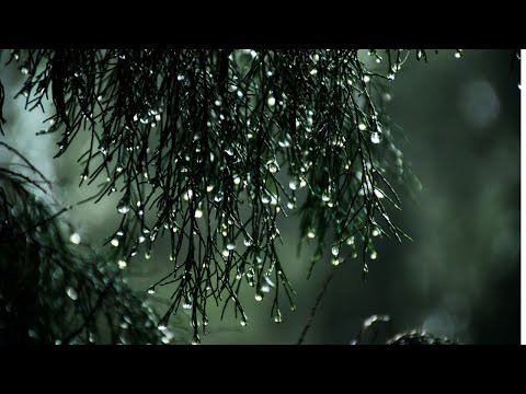 Relaxing Rainfall Ambience | Mental Healing | Relaxation Music | Spa Music | Stress Relief