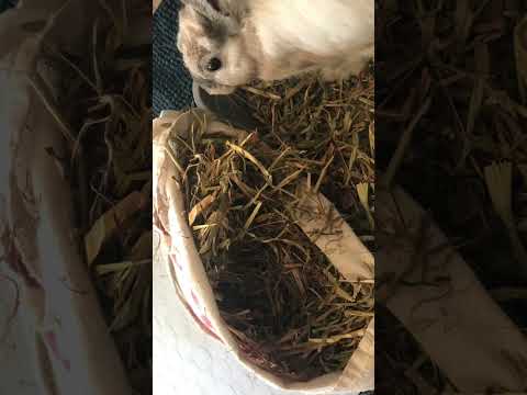 Loll #funny #funnymemes #funnypictures #rabbit