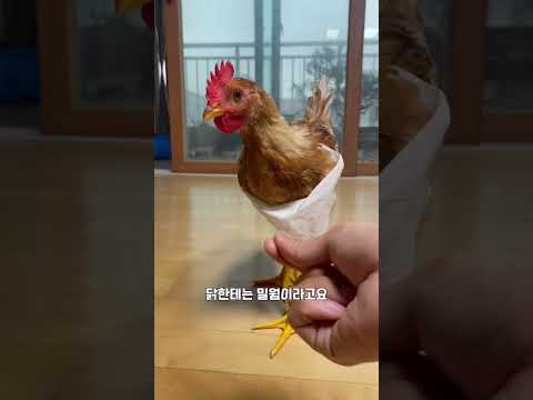 오마카세를 닭에게 준비해줘보자! #shorts