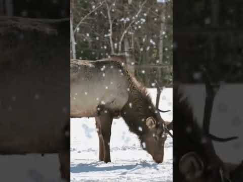 Snow, Lake ,and Elk #fallingsnow  #nature