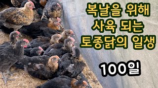 복날을 위해 사육되는 토종닭의 일생 병아리부터 백숙까지 귀농 방목 토종닭 농장