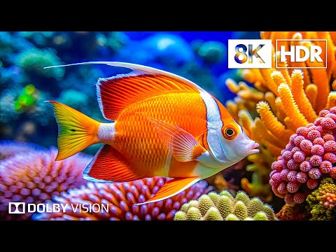 Explore The Underwater Kingdom in 8K HDR | Dolby Vision™
