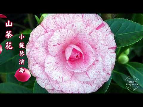 【山茶花】演唱：鄧麗君 + 【小提琴演奏】