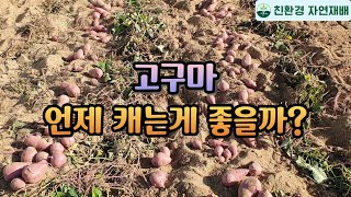 고구마 캐는 시기 & 고구마 수확시 주의할점 꼭 확인하세요!