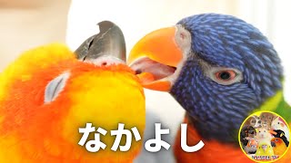 嫉妬よりさらに高度な頭脳を持つゴシキセイガイインコ｜コガネメキシコインコ Rainbow Lorikeet #1425
