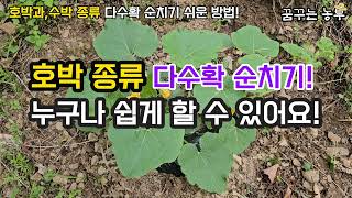 [꿈꾸는농부] 호박,수박 종류 다수확 순치기 쉽게 하는 방법! #호박재배 #호박 순치기 #수박순치기 #전원생활 #시골살이 #farming #귀농 #텃밭농부 #주말농부 #농사일기