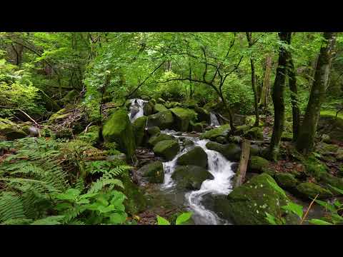 Healing Sounds played by Forest / Babbling Brook  / Birdsong