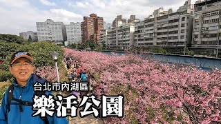 The most famous cherry blossom viewing spot in the flat land of East District, Taipei ~ Lohas Park