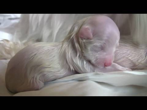 Maltese Puppies - 2 Hours Old! (in HD)