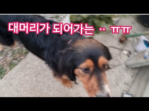 대머리가 되어가는 개ᆢ 서연이