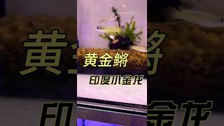 黄金鳉 Striped Panchax #印度小金龙 #鱂魚