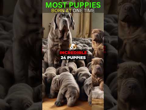 Most Puppies Born At One Time? (World Record)#doglovers #puppies