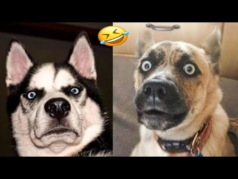 FUNNY MOMENTS OF CUTE CATS😽🤣🤣|FUNNY ANIMAL MOMENTS #cat #funny #comedy #funnycat #cats part18