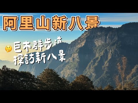 阿里山新八景 - 阿里山巨木群步道 快速收集阿里山新八景！？