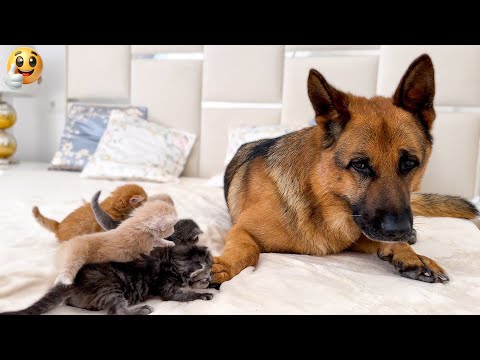 New Funny Animals 😂 Funniest Cats and Dogs Videos 😺🐶 2024 part42