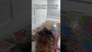 I thought the serving size was 16 Oreos 😅 #dogfunny #dog #dogdad #funnydogs #funnydogvideos #dogs