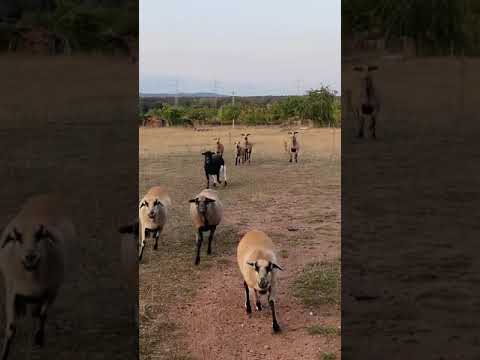 goku the American Akita feeding the lambs/goats?