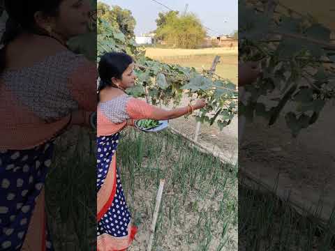 घर में लगे सब्जी के Fayde  #short #minivlog #vlog #ytshorts #U&R vlog
