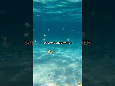 Bahamas Underwater 🐠 #caribbeantraveltours #bahamas #bahamasgo #ctt #onecaribbean