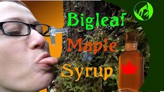 Harvesting Bigleaf Maple Syrup - Pacific Northwest